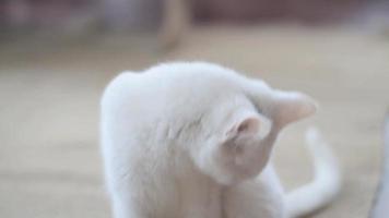 White cat playing video