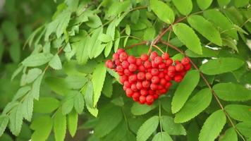 Native rowan, mountain ash video