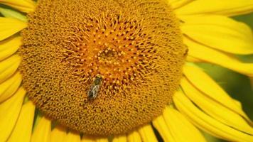 abeille dans le tournesol video