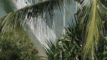 View through palm tree fronds at people crossing a swinging bridge video