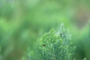 Beautiful greenish leaves on closeup picture photo