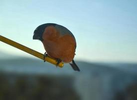 Bullfinch bird photo. photo