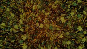 transición de hojas de otoño desde el medio con canal alfa video