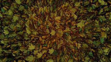transición de hojas de otoño desde los bordes video