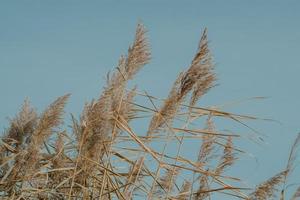 Pampas grass with blue sky and clouds at sunny day. Landscape with dried reeds and grass. Natural background photo