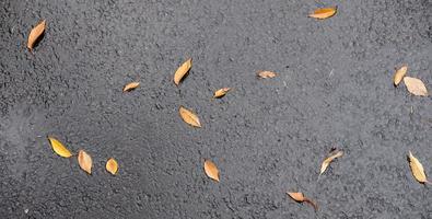 autumn leaves on the asphalt. cropped photo. Fallen leaves on wet asphalt photo