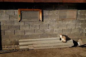 cat in the backyard, against the background of a gray wall, at sunset photo