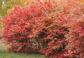 foliage of japanese ivy in autumn. red leaves backdrop. bright foliage in autumn photo