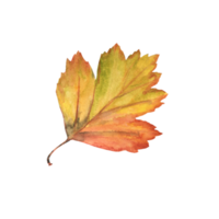 Bright orange autumn leaf from a tree, hand-painted watercolor png