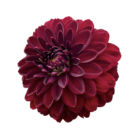 dahlia Arabisch nacht png