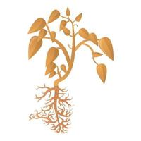 Soybean dry plant icon, cartoon style vector