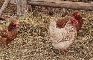 los pollos caminan sobre el heno en el campo. bandada de pollos pastando en el heno. gallina roja pastando en el campo. foto