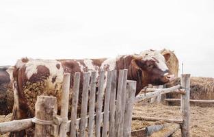 red bull behind a wooden fence. farm animals. Handsome male bull photo