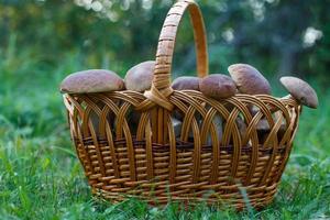 Edible mushrooms porcini in the wicker basket in green grass. photo