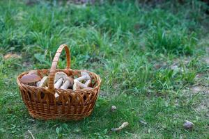 Edible mushrooms porcini in the wicker basket in green grass. photo