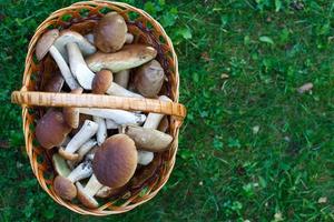 Edible mushrooms porcini in the wicker basket in green grass. Top view photo