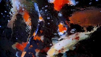 Japanese koi fish or Fancy Carp swim in a fish pond made of black stone. Popular pets for relaxation and feng shui meaning. Freshwater animals that make people keep them for good luck video