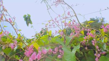 4k video footage Close up Coral Vine Antigonon leptopus pink is a prolific bloomer that continues to bloom in bright sunlight shot at a low angle in camera motion, perfect for cinematic videos