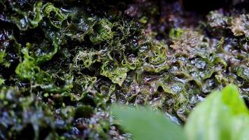 Grabación de video 4k cerca de gotas de agua entre un muro de piedra con musgo verde húmedo, perfecto para videos cinematográficos