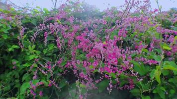 Imagens de vídeo em 4k fecham a videira de coral antigonon leptopus rosa é uma floração prolífica que continua a florescer sob a luz do sol, filmada em um ângulo baixo no movimento da câmera, perfeita para vídeos cinematográficos video