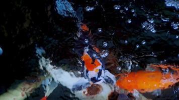 Japans koi vis of luxe karper zwemmen in een vis vijver gemaakt van zwart steen. populair huisdieren voor ontspanning en feng shui betekenis. zoetwater dieren dat maken mensen houden hen voor mooi zo geluk video