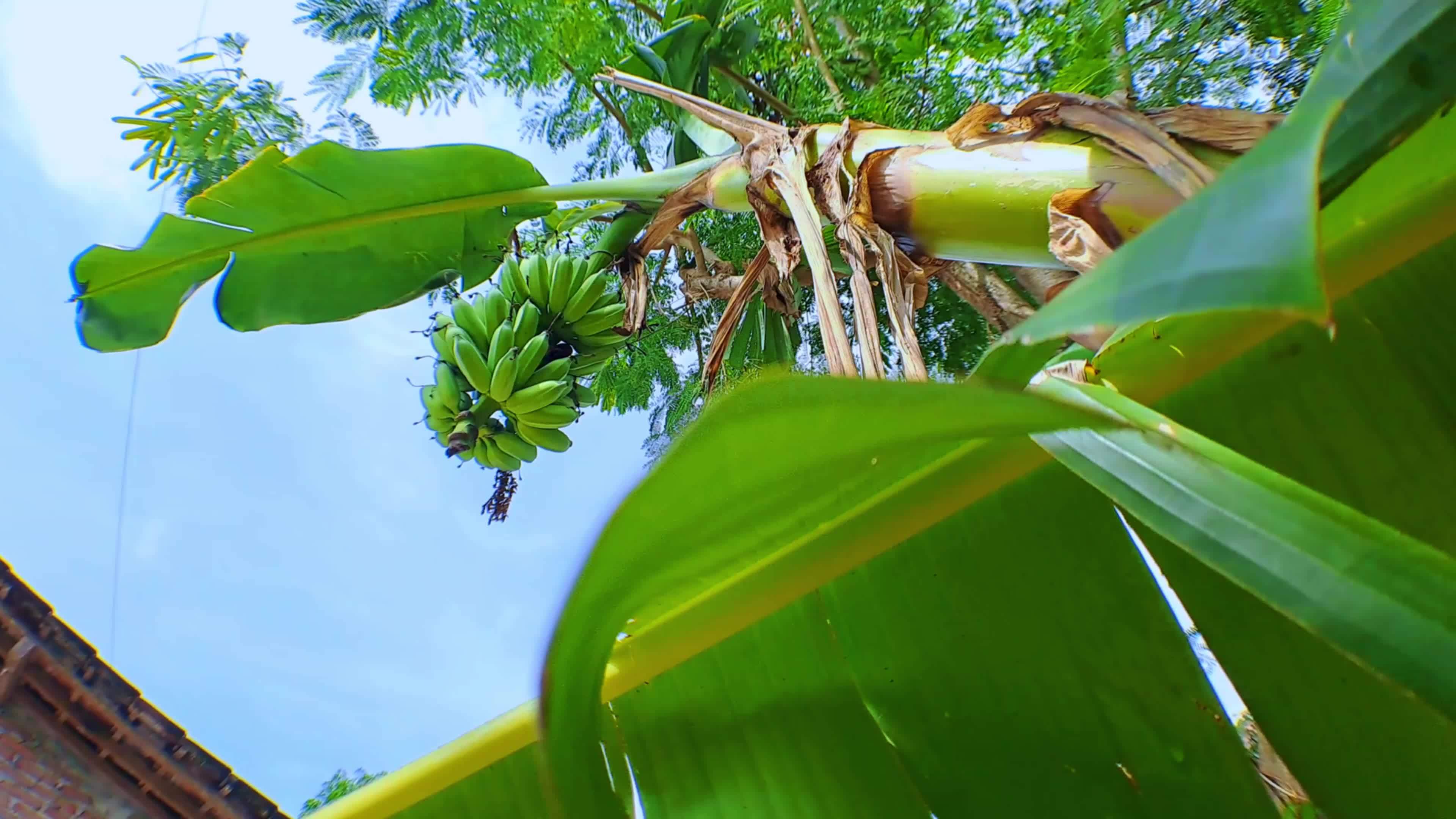 4k video footage of raw organic green bananas on a banana tree in sunny