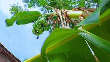 Imagens de vídeo 4k de bananas verdes orgânicas cruas em uma bananeira em tempo ensolarado. bananeira com cacho de bananas, tiro de ângulo baixo com câmera em movimento video