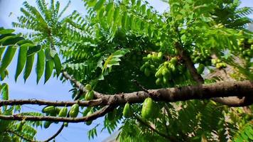 Grabación de video de 4k cerca de carambola verde que se encuentra entre las ramas de los árboles con un estilo de cámara en movimiento, perfecto para videos cinematográficos