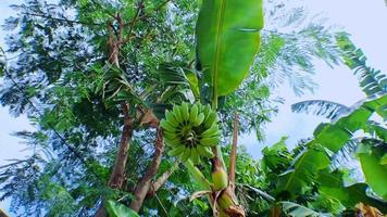 4k video footage of raw organic green bananas on a banana tree in sunny weather. Banana tree with bunch of bananas, low angle shot with camera moving