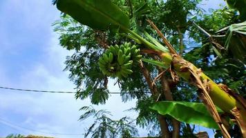 4k video footage of raw organic green bananas on a banana tree in sunny weather. Banana tree with bunch of bananas, low angle shot with camera moving