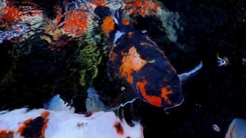 peces koi japoneses o carpas elegantes nadan en un estanque de peces hecho de piedra negra. mascotas populares para la relajación y el significado del feng shui. animales de agua dulce que hacen que la gente los tenga para la buena suerte video