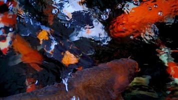 peixes koi japoneses ou carpas chiques nadam em um viveiro de peixes feito de pedra preta. animais de estimação populares para relaxamento e significado do feng shui. animais de água doce que fazem as pessoas os manterem para dar sorte video