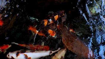 Japanische Koi-Fische oder schicke Karpfen schwimmen in einem Fischteich aus schwarzem Stein. beliebte Haustiere zur Entspannung und Feng-Shui-Bedeutung. Süßwassertiere, die Menschen dazu bringen, sie als Glücksbringer zu behalten video