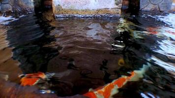 japansk koi fisk eller fint karp simma i en fisk damm tillverkad av svart sten. populär husdjur för avslappning och feng shui menande. sötvatten djur den där göra människor ha kvar dem för Bra tur video