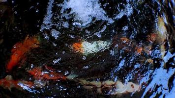 Japanische Koi-Fische oder schicke Karpfen schwimmen in einem Fischteich aus schwarzem Stein. beliebte Haustiere zur Entspannung und Feng-Shui-Bedeutung. Süßwassertiere, die Menschen dazu bringen, sie als Glücksbringer zu behalten video