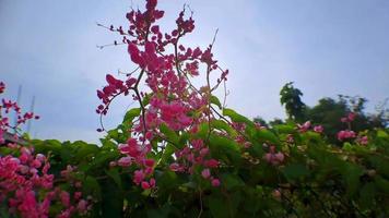 4k video footage Close up Coral Vine Antigonon leptopus pink is a prolific bloomer that continues to bloom in bright sunlight shot at a low angle in camera motion, perfect for cinematic videos