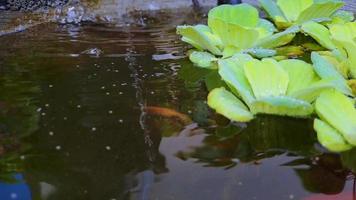 4k video antal fot stänga upp av vattenkrasse eller pistia stratiotes Linné på vatten och vatten droppar på en mini svart sten fisk damm, mycket skön för filmiska videoklipp