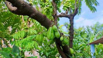 Grabación de video de 4k cerca de carambola verde que se encuentra entre las ramas de los árboles con un estilo de cámara en movimiento, perfecto para videos cinematográficos