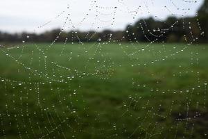 seda de araña en gotas de lluvia o rocío, temprano en la mañana, contra el telón de fondo de un prado verde. trampa para insectos telaraña. foto