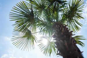 Beautiful palm tree with leaves in the backlight of the sun against a blue sky. Bottom view. photo