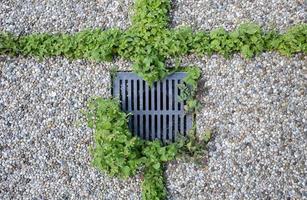 Metal grating for storm sewers overgrown with green plants, on the sidewalk. Top view. photo
