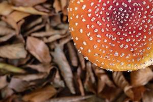 Close-up of Amanita Muscaria mushrooms in dry leaves. Poisonous mushroom with a red cap with white spots. Copy space. Top view. photo