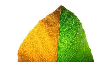 two color tone leaf isolated on white background. season change concept photo