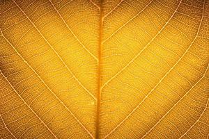 Yellow red autumn leaf macro texture high detail texture for nature background photo