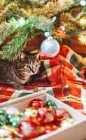 Mackerel Tabby striped cat sitting by Christmas tree decorated with balls and garland ligths on red blanket Chinese New Year holidays decorations photo
