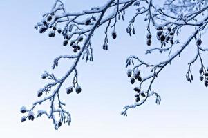 fondo natural de invierno con rama congelada y conos de aliso. foto