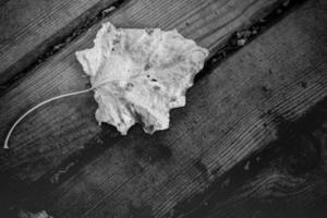 Dramatic leaf texture in black and white. Nature design black leaf skeleton, macro natural texture, monochrome wallpaper. Peaceful vintage autumn dry leaf on wooden surface photo