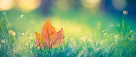 Idyllic fall leaf meadow background in sunshine, closeup of autumn nature scene in a garden in golden October with copy space. Amazing nature macro morning grass dew drops sunlight, dream scenic photo