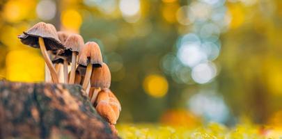 Abstract nature closeup. Small mushrooms, sunset autumn forest background macro nature. Blurred warm foliage. Orange yellow tones. Abstract outdoor park plants photo