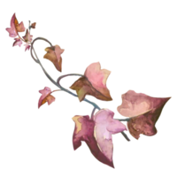 branch of withered autumn ivy watercolor png
